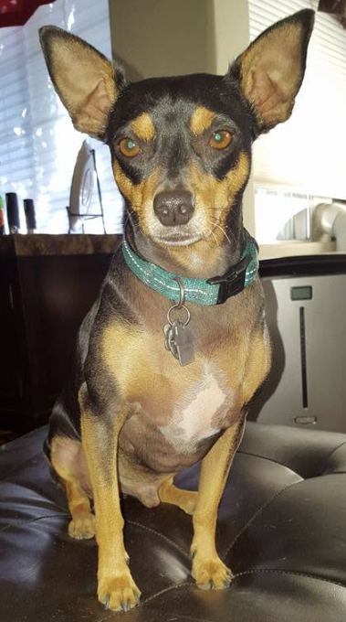 Rio — the clever companion